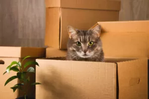 verhuizen met katten